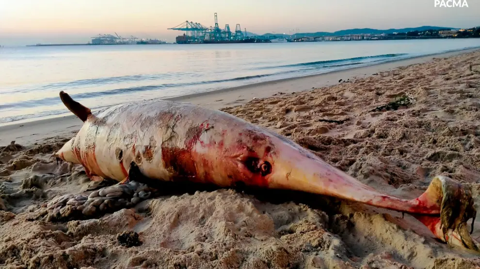 Cadáver del delfín encontrado en la costa de Algeciras, Cádiz.
