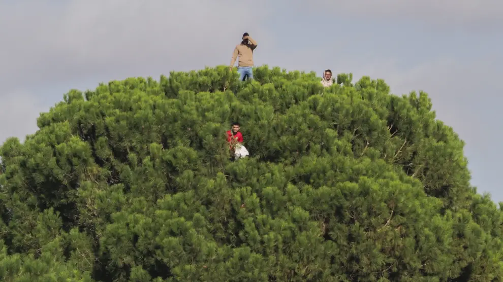 Tres aficionados en la copa de un pino en Quintanar del Rey