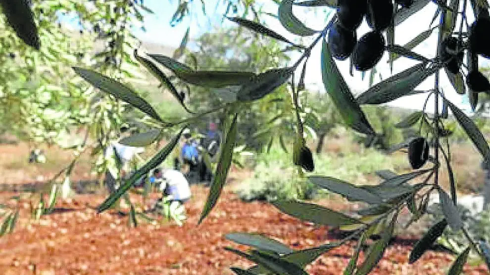El cultivo del olivar está presente en las tres provincias aragonesas.