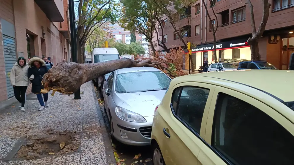 El árbol que ha caído sobre dos coches en Zaragoza.