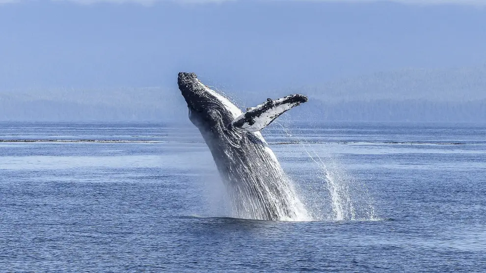 Las ballenas, en peligro de extinción.