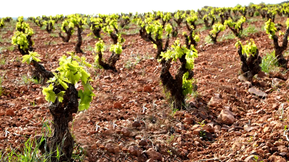 El nuevo Nabulé procede de viñedos seleccionados de garnacha de más medio siglo.