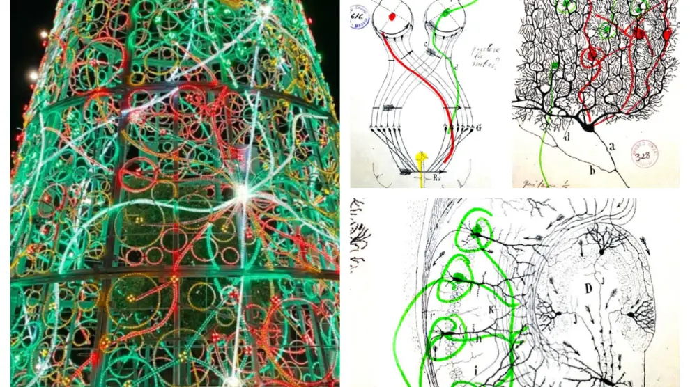 El árbol de la plaza de Paraíso y algunos bocetos de Cajal sobre las neuronas.