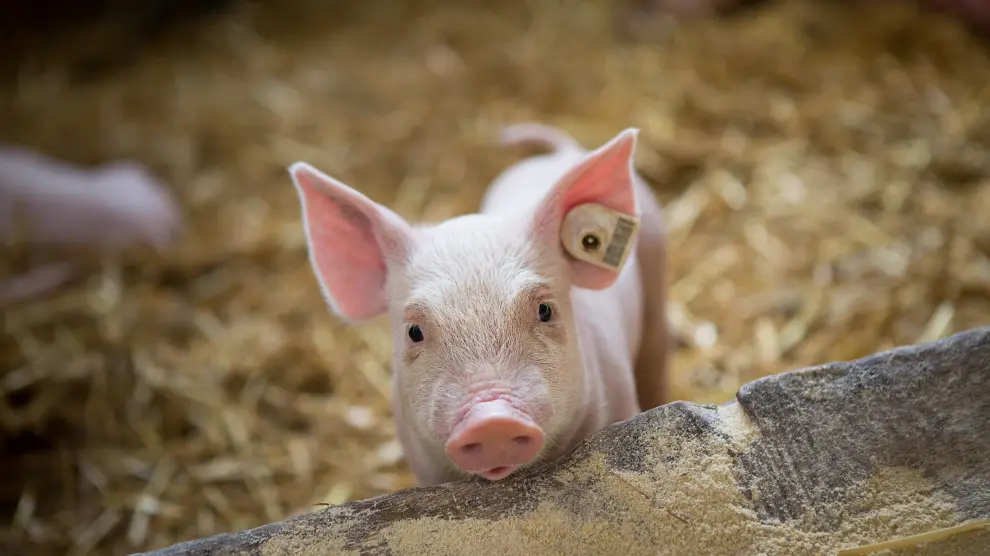 En 2021, Aragón produjo más de diez millones de cerdos.