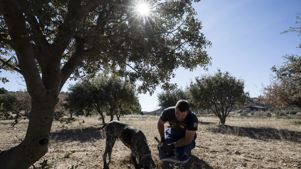 Un truficultor de la comarca Gúdar-Javalambre busca trufas con ayuda de un perro adiestrado.