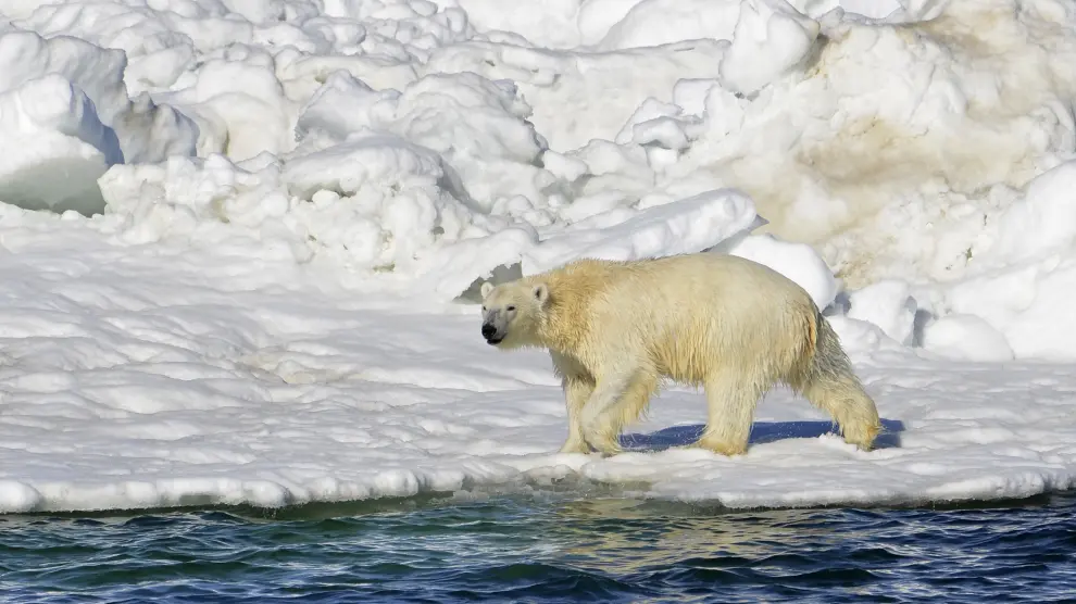 Un oso polar en una imagen de archivo