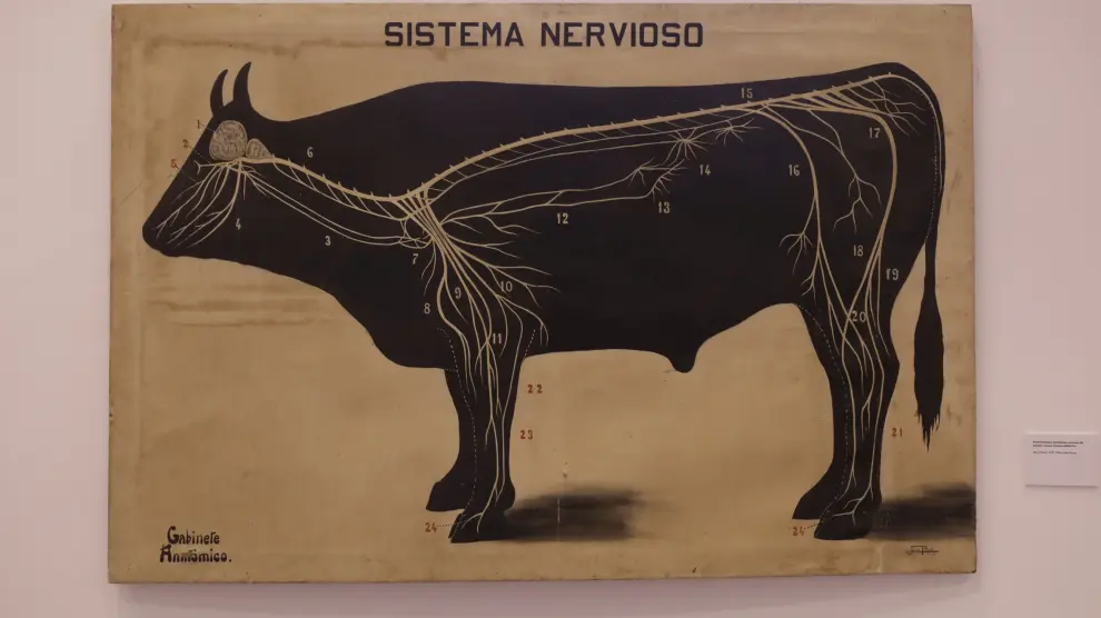 Un óleo de Juan Padrós de 1919 con la eproducción del sistema nervioso del ganado vacuno