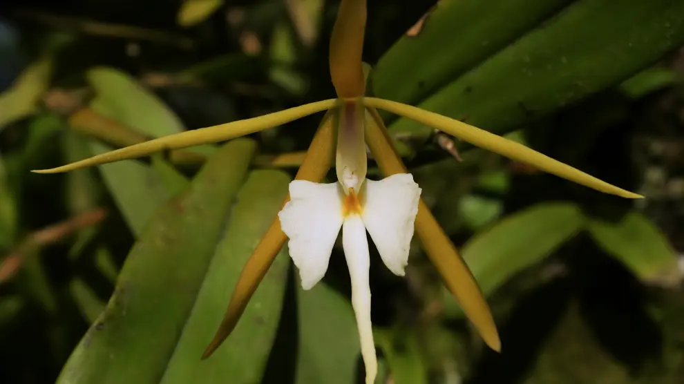 La orquídea 'dama de noche', en peligro de extinción.