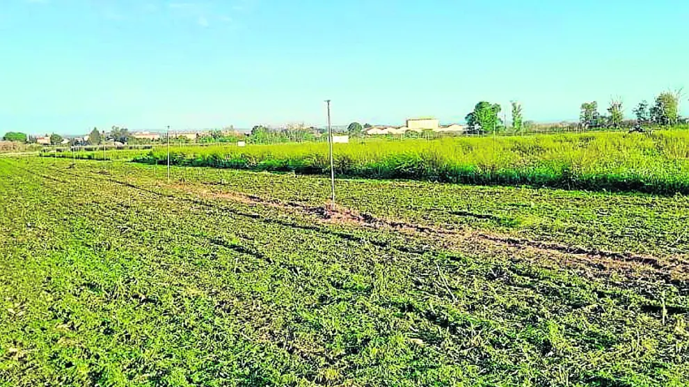 Ensayos de cultivos en el proyecto SOS suelo impulsado por el CITA.