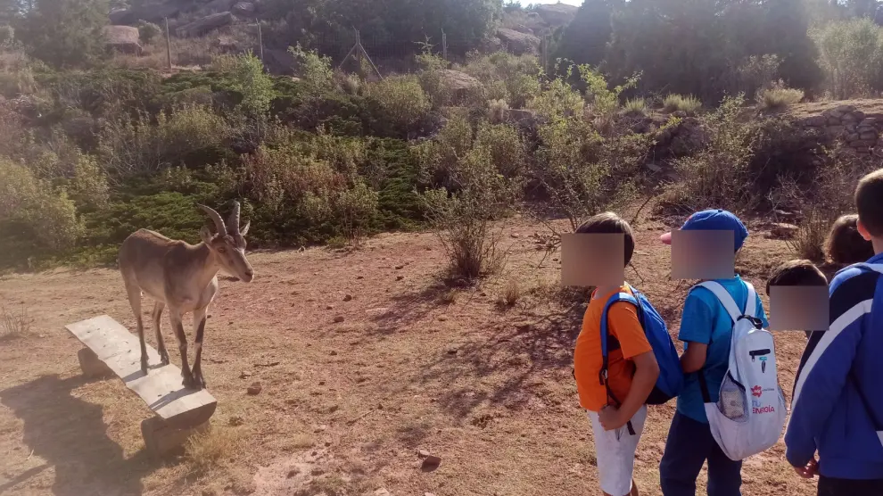 Unos niños contemplan a ‘Trompi’, la cabra rescatada por un joven en los montes de Castellón.
