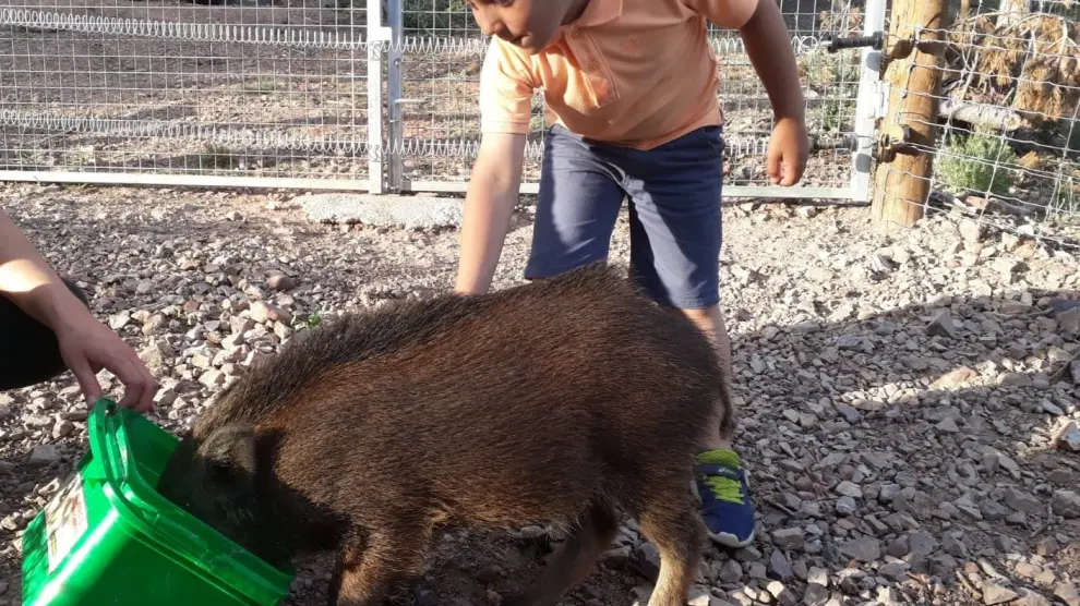 'Rufino', el jabalí recogido en una carretera de Jaén, junto a un niño en el parque La Maleza de Tramacastilla.