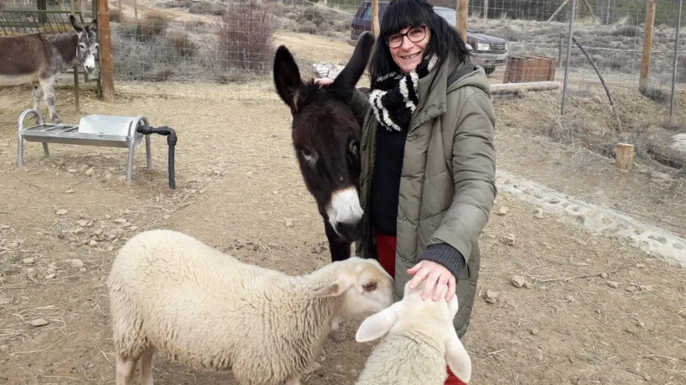 Una visitante disfruta de la compañía de algunas ovejas y un burro.