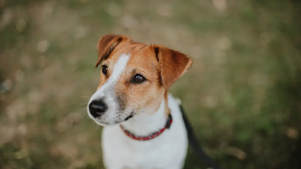 Un perro de la raza Jack Russell Terrier, en una imagen de archivo