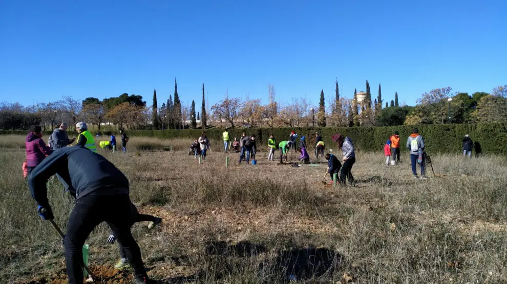 Más de 50 personas participaron en la última plantación de Valdespartera, celebrada el 21 de enero