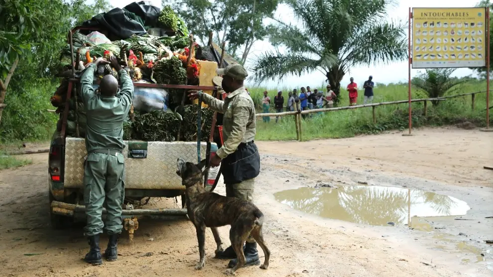Holly acompañada de un ranger y un guía canino durante una de las misiones en áreas protegidas en el Congo.