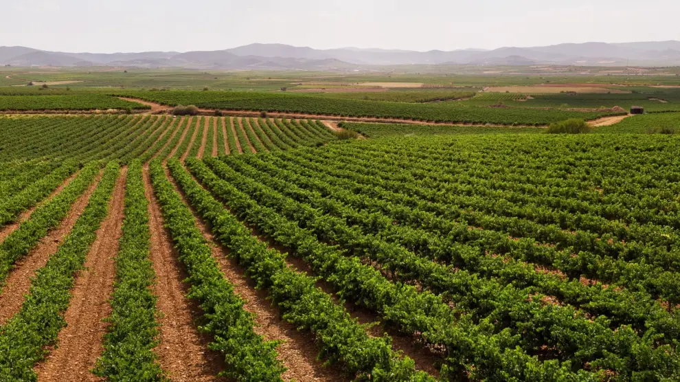 Vista panorámica de los viñedos integrados en la Denominación de Origen Cariñena que se extienden por más de 14.000 hectáreas.