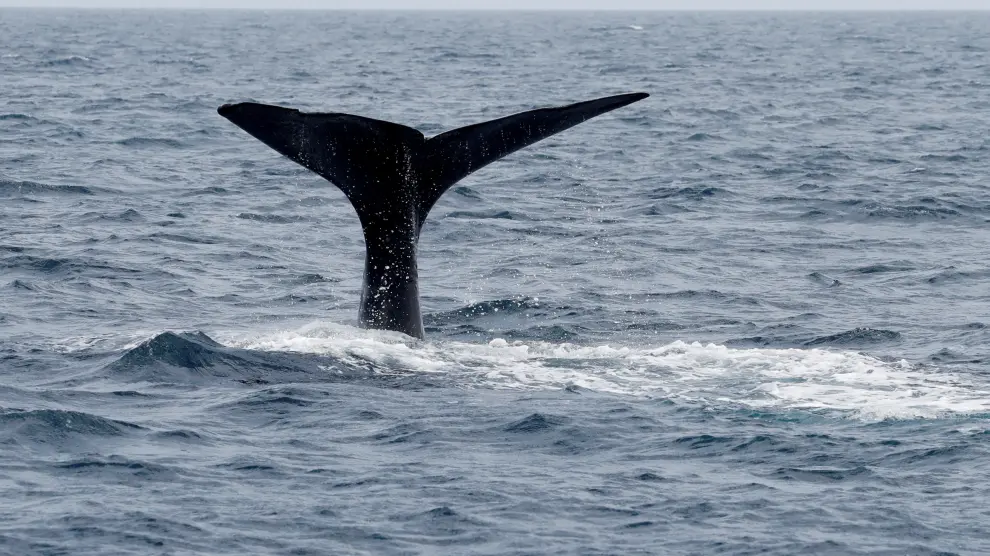 La cola de una ballena nadando en aguas del Pacífico.