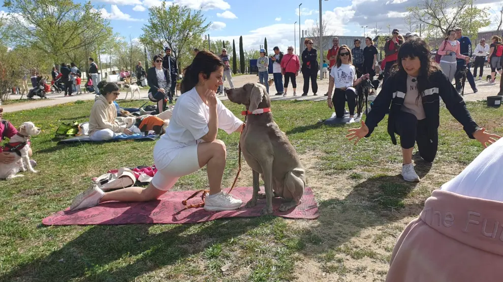 Clase de yoga con perros.