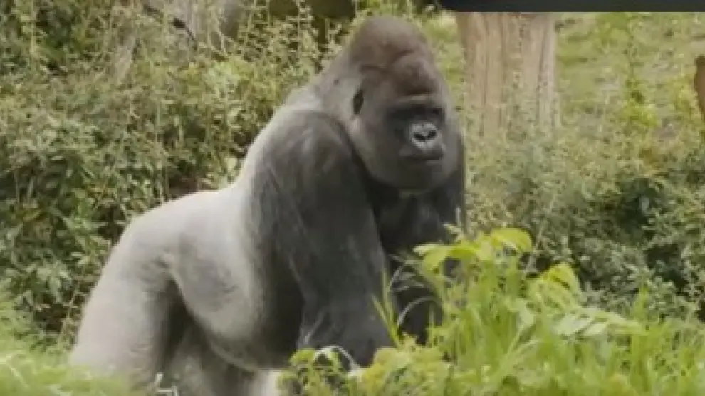 El gorila Bokito en el zoo de Róterdam, en una imagen de archivo.