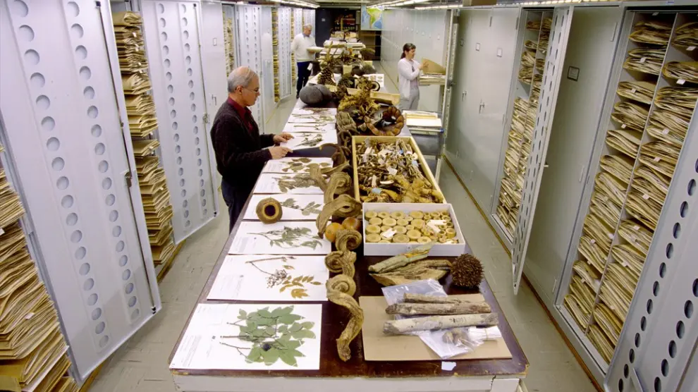 Herbario de la colección botánica del Smithsonian.