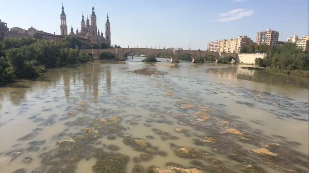 Algas en el Ebro en octubre de 2019. La temperatura del agua regula el desarrollo de muchas especies.