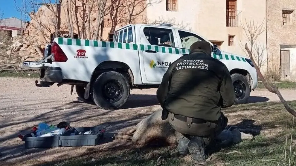 Un agente de protección de la naturaleza recoge muestra de una res atacada por lobos en Alcañiz.