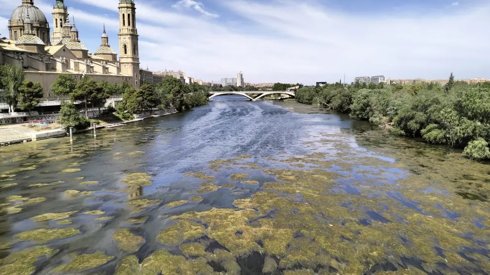 Fotos de algas (macrófitos) en el Ebro a su paso por Zaragoza
