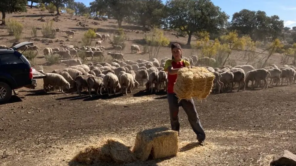 Sonia Moreno, ganadera trashumante de Villar del Cobo con el ganado inmovilizado por la viruela del ovino.