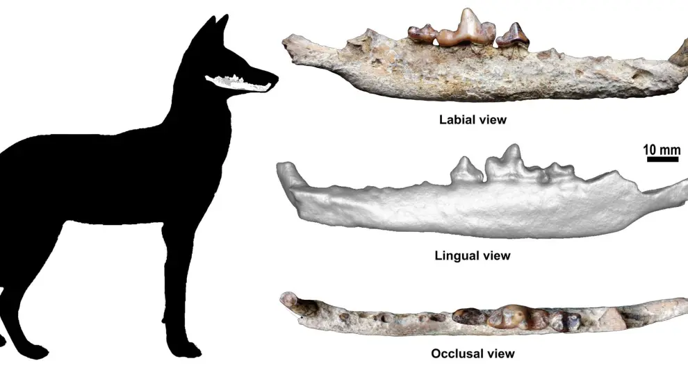 Encuentran un fósil del lobo etíope de más de 1,5 millones de años