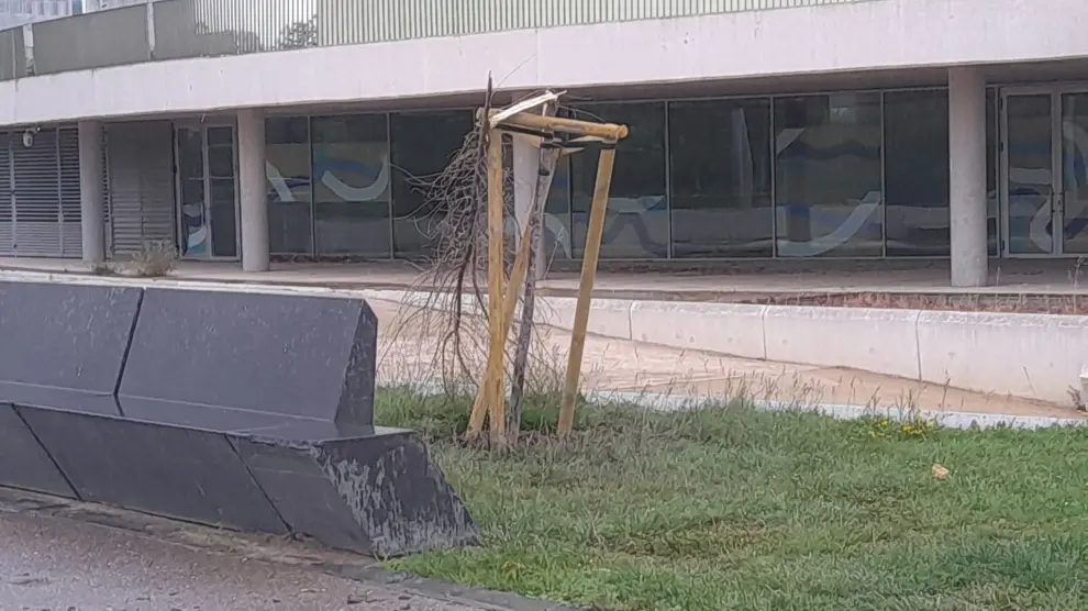 Árboles vandalizados en la zona de la Expo