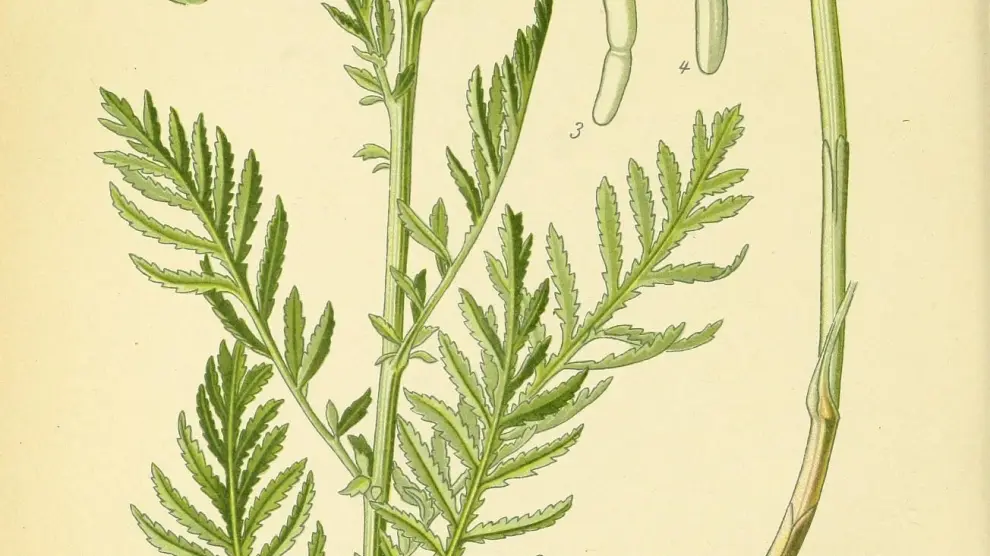 Tanaceto, 'Tanacetum vulgare', una de las plantas con aplicación gastronómica en Aragón.