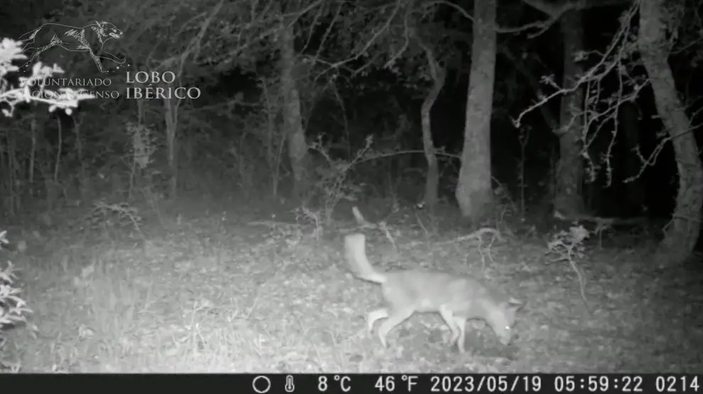 Imagen nocturna del animal captada por Proyecto Lobo