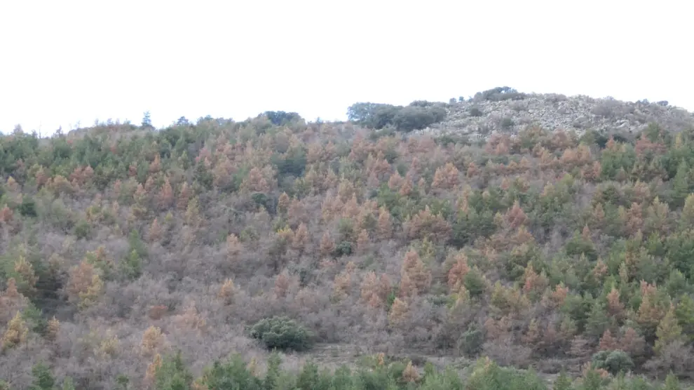 Aspecto de la ladera de un monte de Villahermosa del Campo, con decenas de árboles secos.