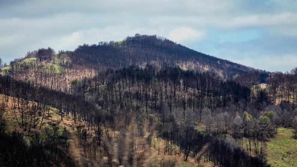 Montes entre Ateca y Bubierca cercanos a la autovía A2, donde la silueta de los pinos quemados se recorta sobre el verde del suelo