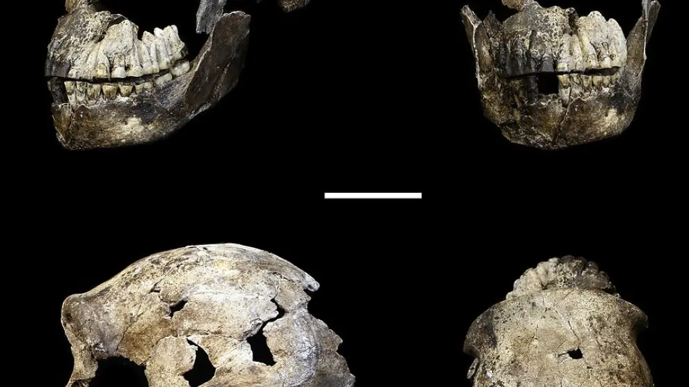 Cráneo de Homo naledi (especímen LES1) identificado en la cámara Lesedi.