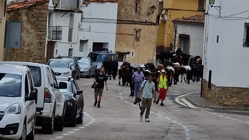 El ganado trashumante, a su paso por las calles de la Iglesuela del Cid.