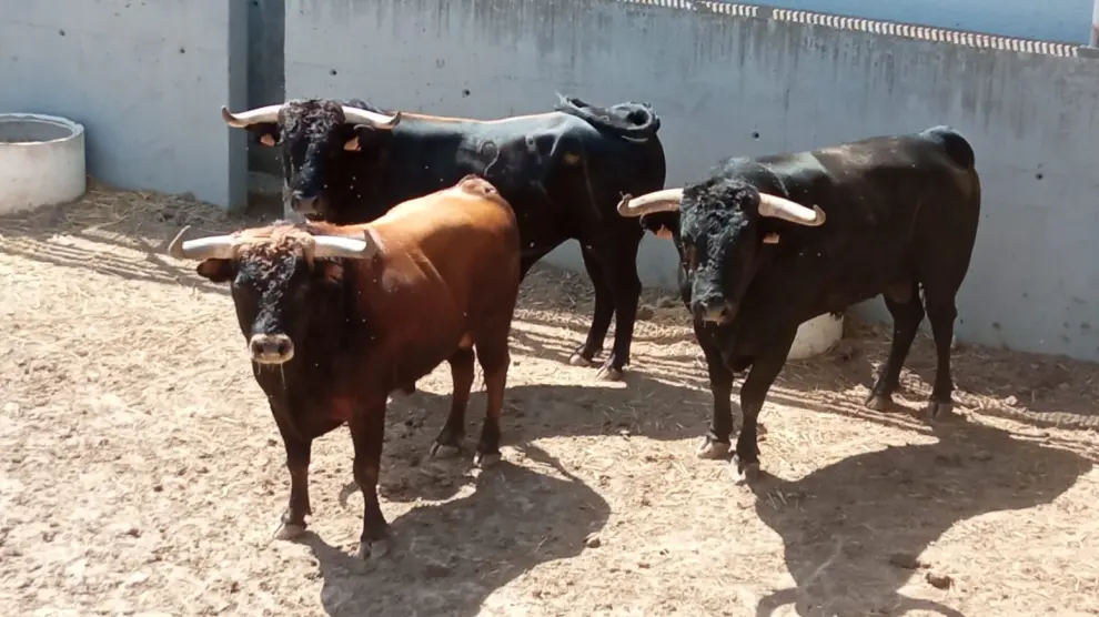 Tres de los toros que correrán este lunes por el Centro Histórico de Teruel ensogados.