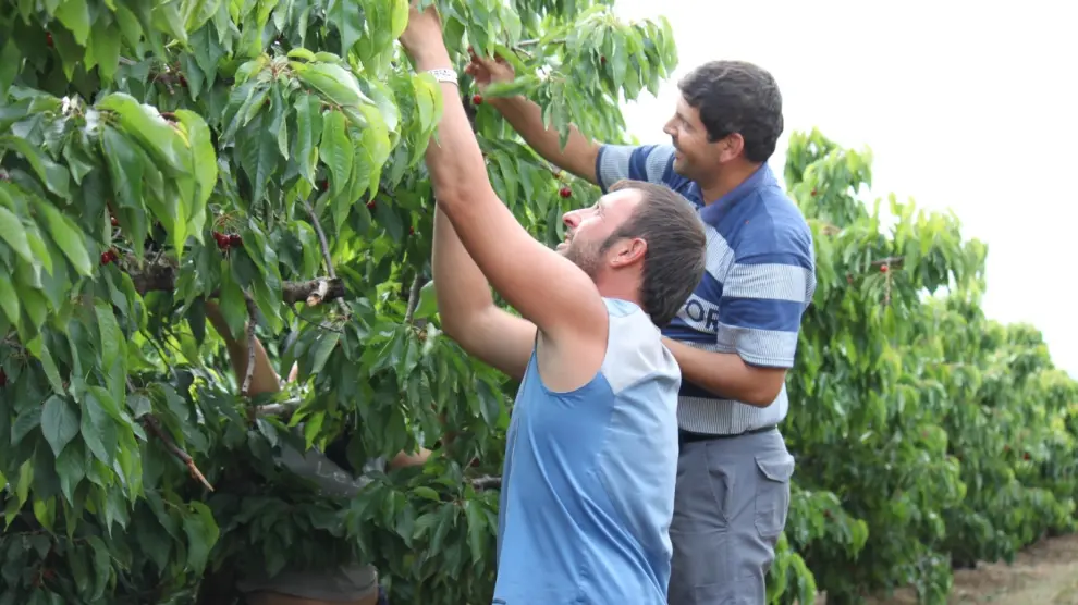 Unos trabajadores recogen fruta en una explotación de Osso de Cinca en Huesca.