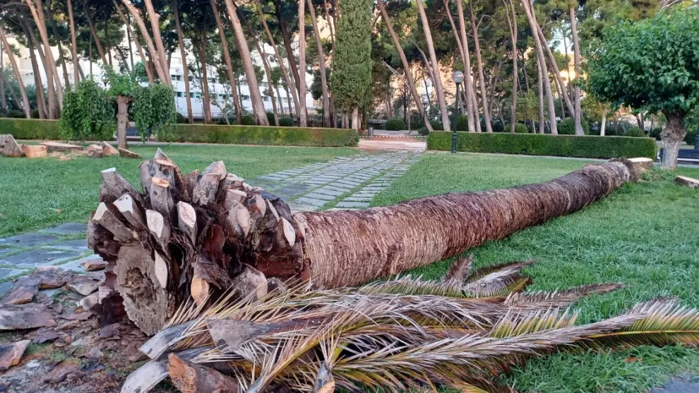 Talan las palmeras históricas del parque Grande