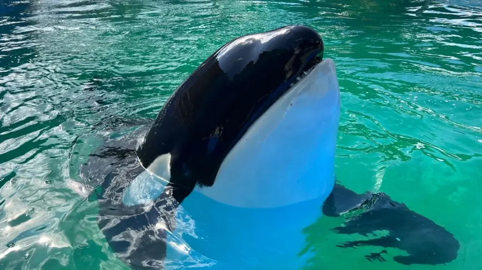 La orca Lolita, también conocida como Tokitae o Toki, en el acuario donde vivía