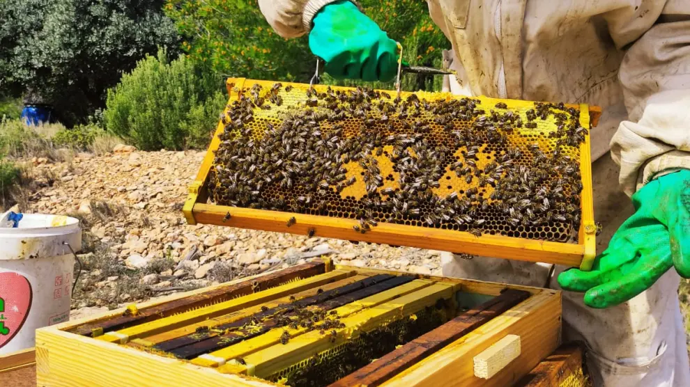 Sara Sánchez, de Abella Laminera, trabajando con sus abejas.
