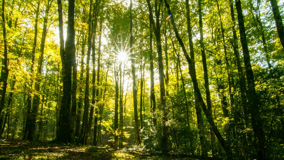 El espectacular bosque de hayedos de la Selva de Irati es el segundo hayedo más grande de Europa