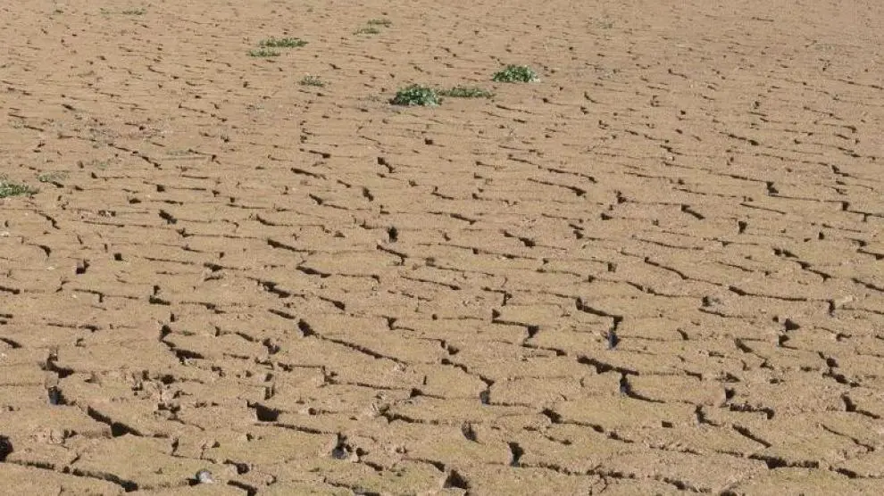 La sequía ha dejado una destacada reducción de cosecha en la práctica totalidad de los cultivos aragoneses.
