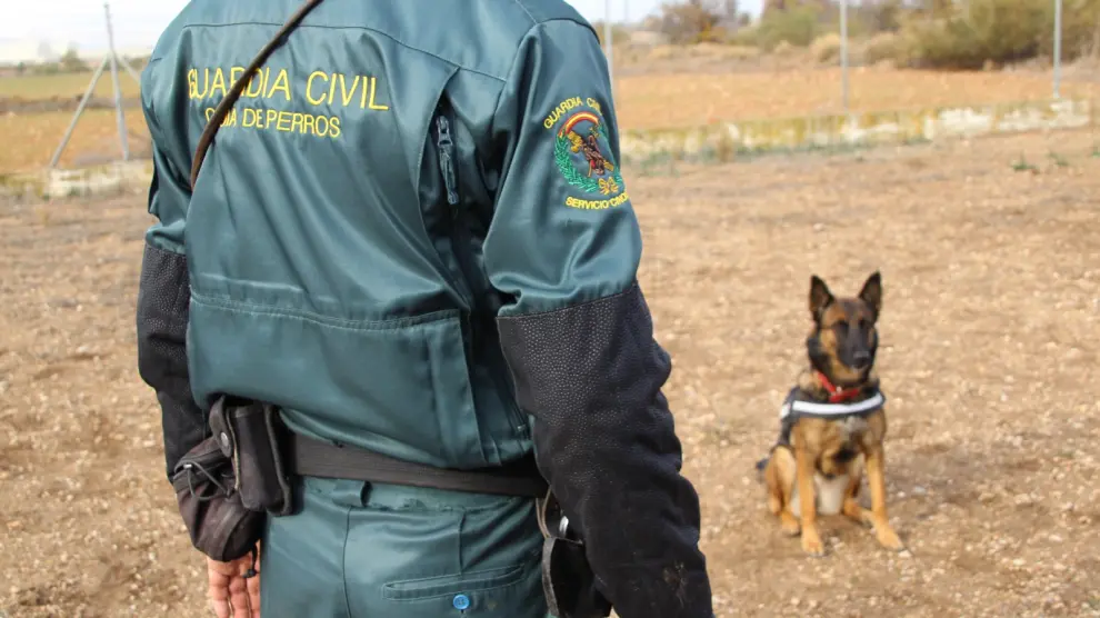 Los perros especializados para búsquedas de supervivientes son de raza pastor belga malinois. Un ejemplar de la Guardia Civil con un guía canino.