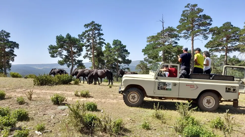 Uno de los grupos diarios durante el safari viendo los tauros