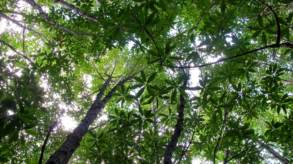 Las selvas y bosques albergan una gran parte de la biodiversidad del planeta