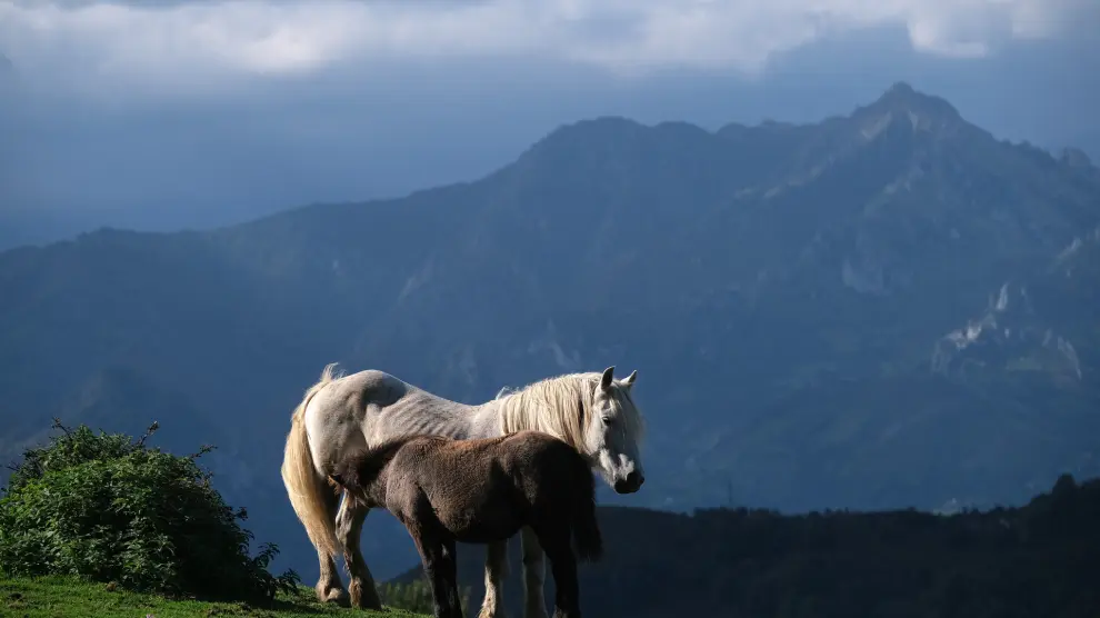 Una yegua y su potro, en Pozo Funeres (Asturias). Aemet prevé para este sábado en Asturias cielo nuboso o cubierto, sin descartar brumas o nieblas matinales y nocturnas en cumbres