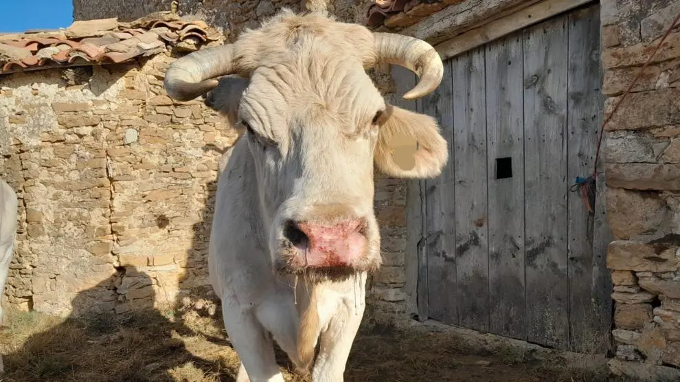 Una de las vacas afectadas por la Enfermedad Hemorrágica Epizoótica