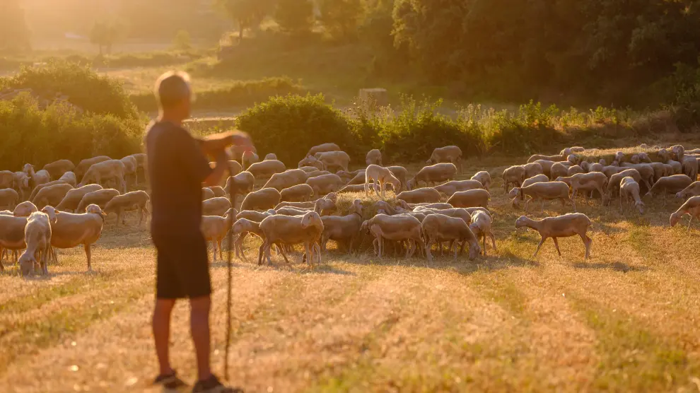 La empresa cuenta con casi 800 pastores y 400.000 ovejas para conseguir una carne de cordero de máxima calidad.