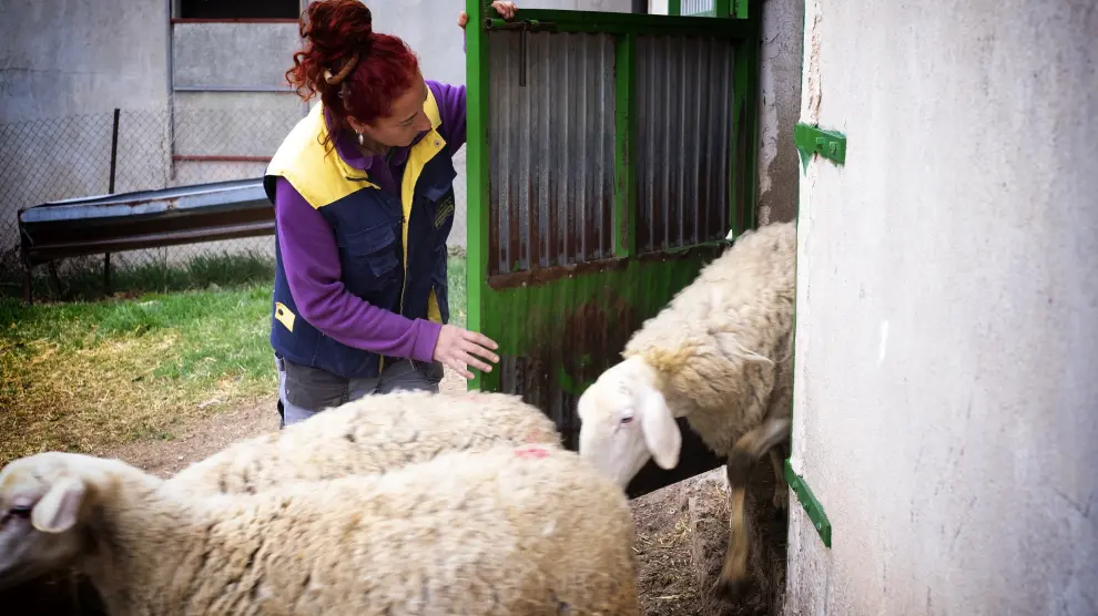 La agroganadera Pilar Edo maneja un hatajo de 400 ovejas en extensivo, además de 250 hectáreas de cereal.